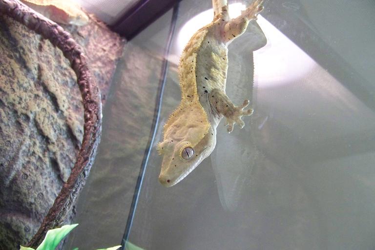crestie 2 (2)