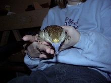 BLUE TONGUE SKINK