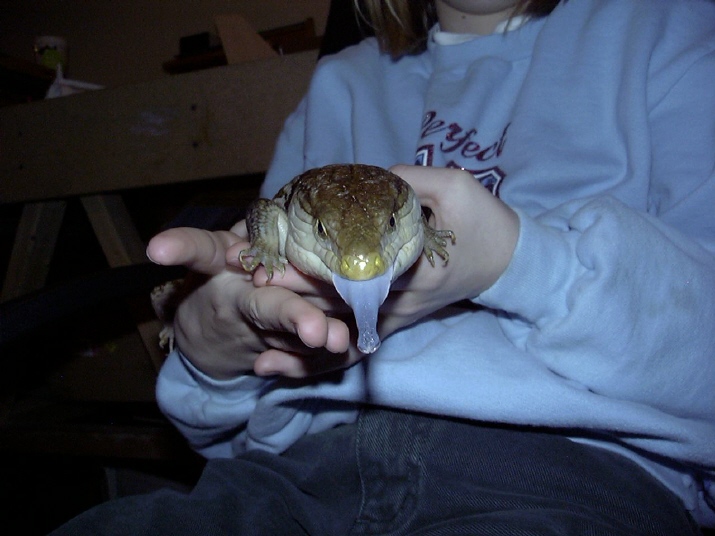 BLUE TONGUE SKINK