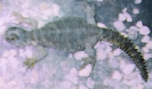 wadi