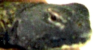 young zube (zuberi)