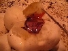 egg1