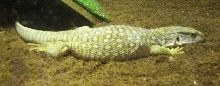 My New Savannah