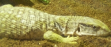 SAVANNAH MONITOR