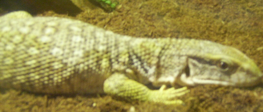 SAVANNAH MONITOR