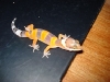 morph again?