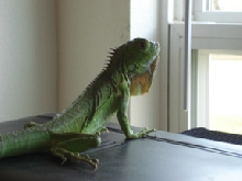 Basking