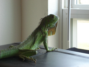 Basking