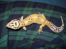 houdini