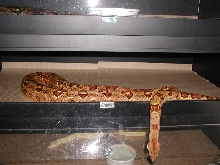 monster tail