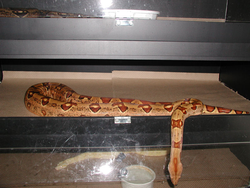 monster tail