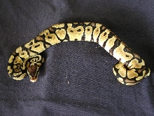 female pastel