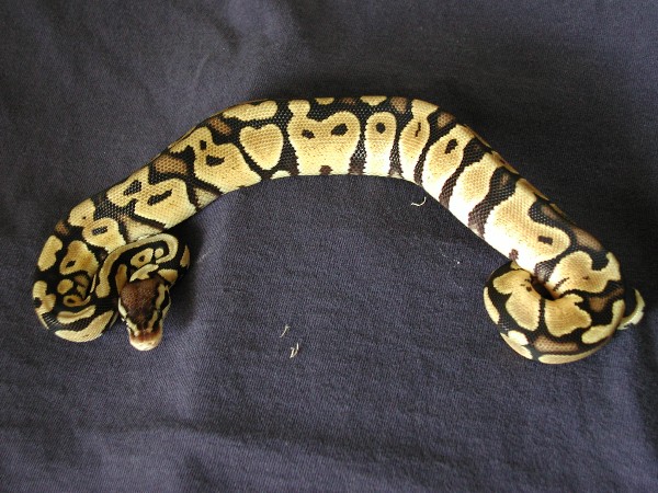 female pastel