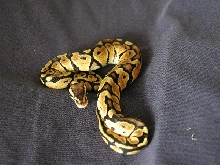 female pastel II