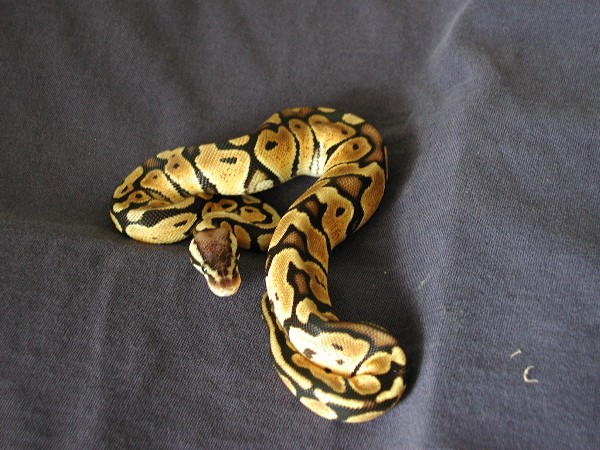 female pastel II