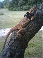 What color are these dragons?