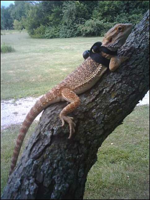 What color are these dragons?