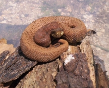 odd colored cottonmouth