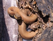 odd colored cottonmouth