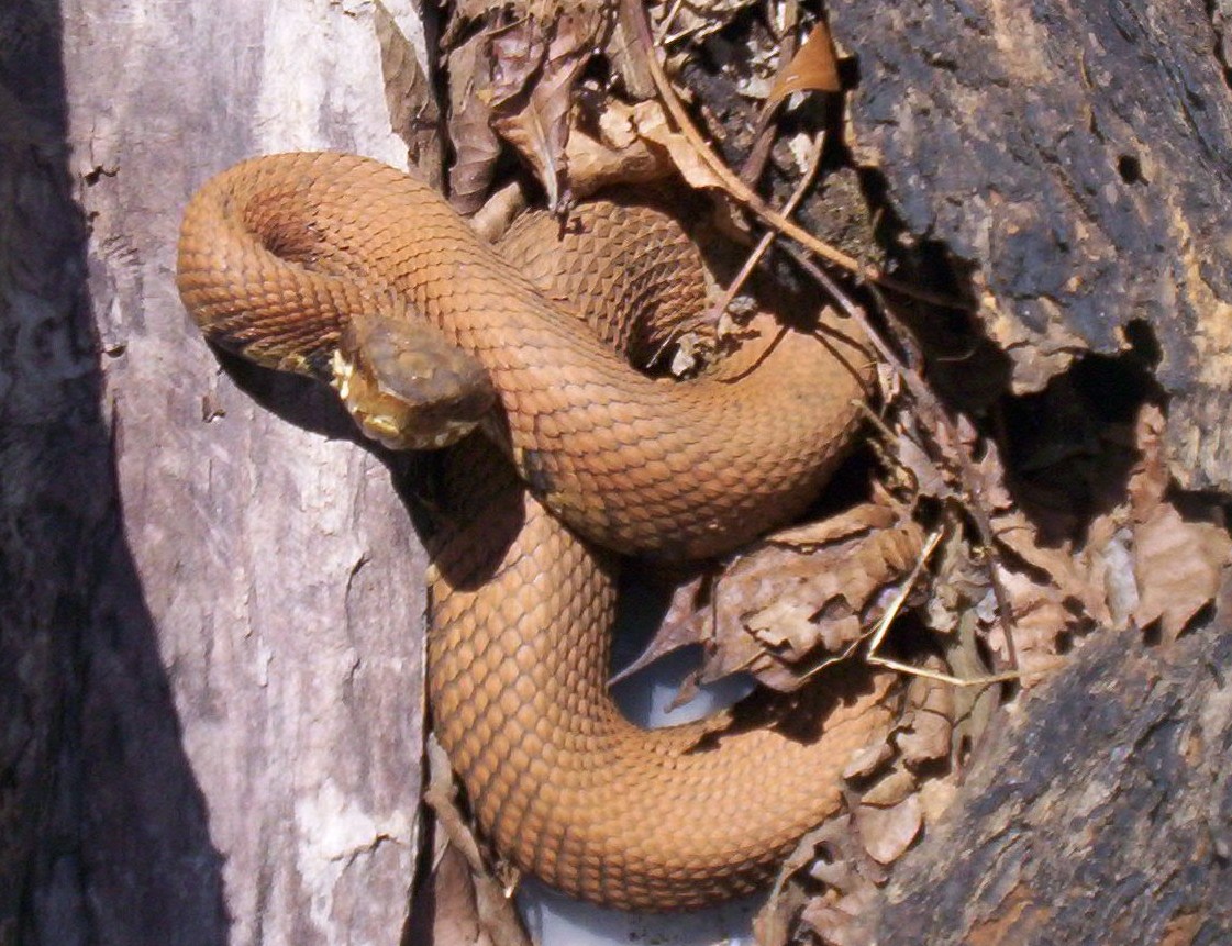 odd colored cottonmouth