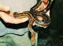 tennessee corns