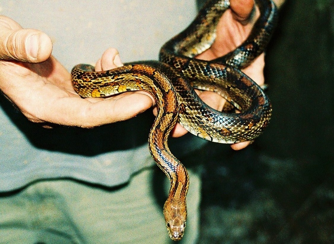 tennessee corns