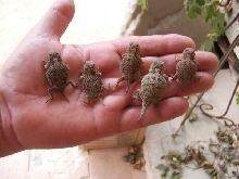 Three-month-old Short Horned Lizards, P. hernandesi
