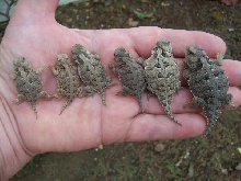 5 New Guys and Dad
