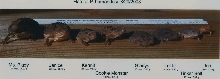 Herd of P hernandesi