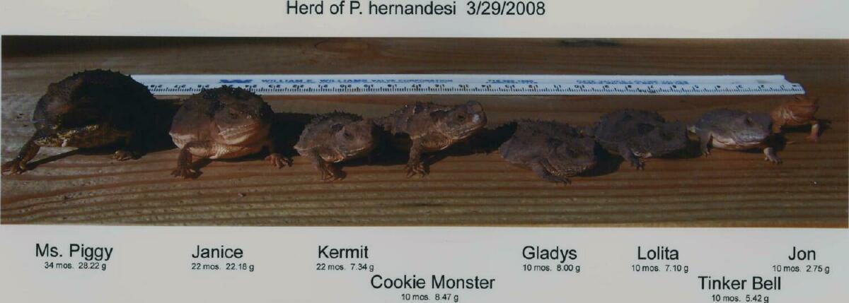 Herd of P hernandesi