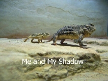 Me and My Shadow