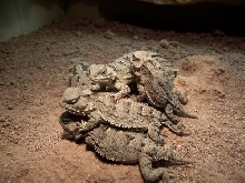 Pile of Horny Toads