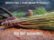 Horny Toad Birthday