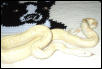 albino