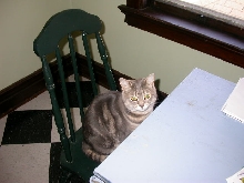 Tinker patiently waiting