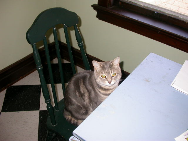 Tinker patiently waiting
