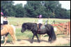 First riding lesson off lead rein at riding school