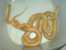 albino house snakes
