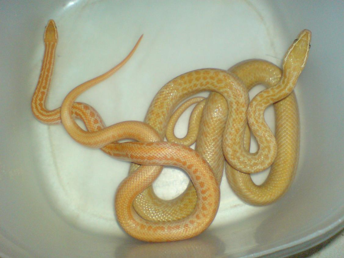 albino house snakes