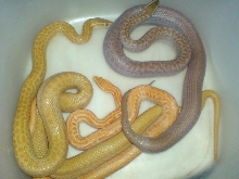 house snake morphs