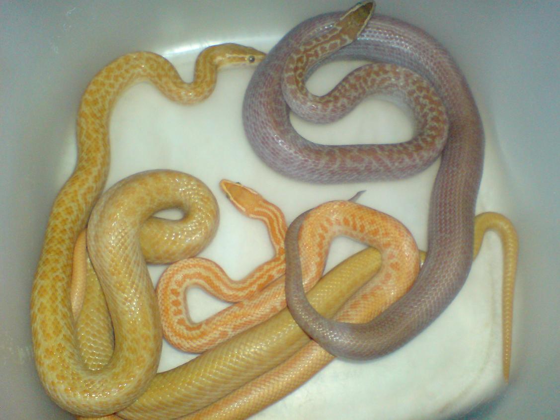house snake morphs