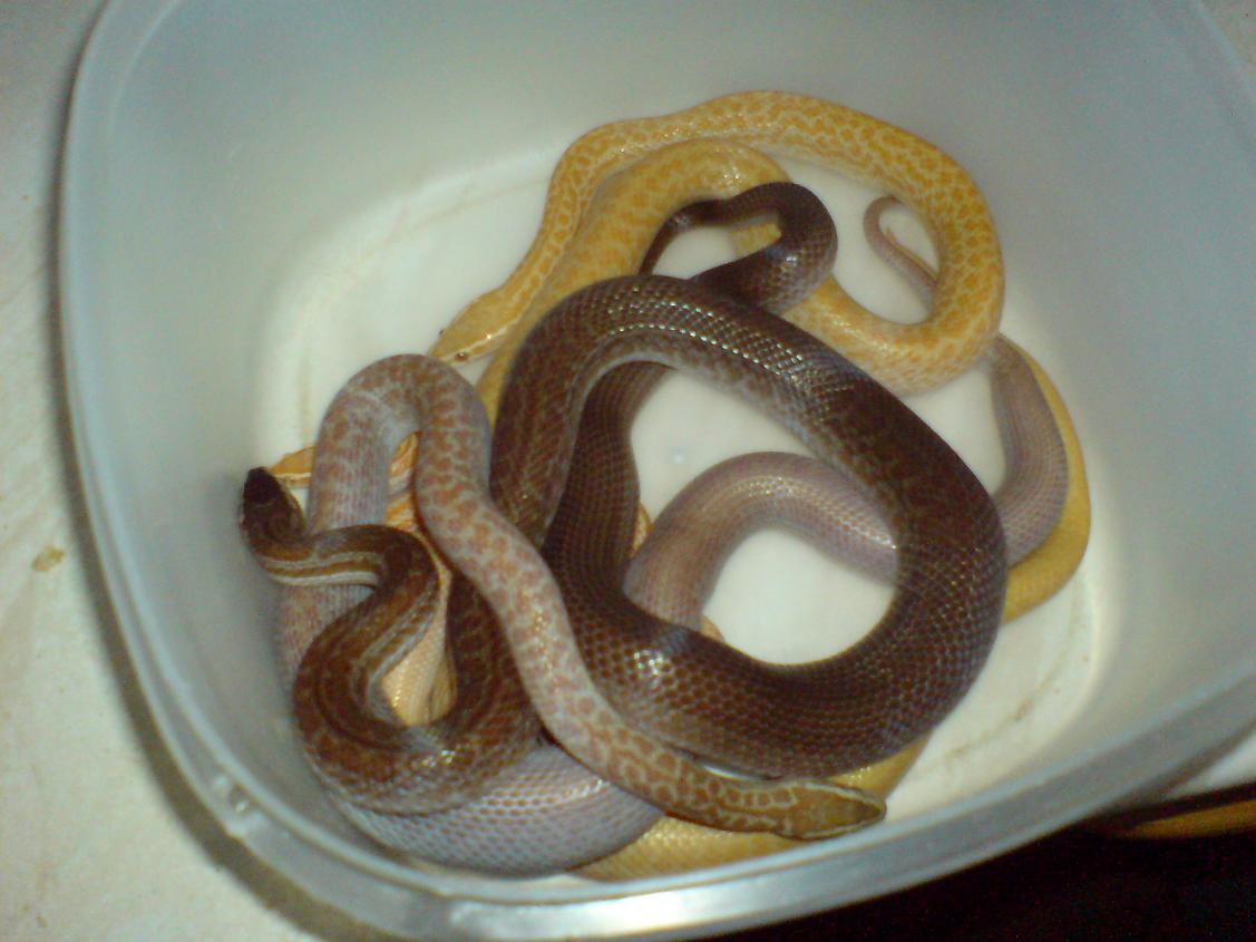 comparison pic