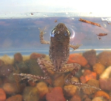 froglet