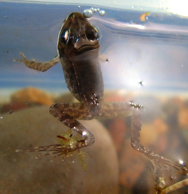 froglet2