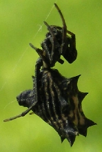 WHAT TH'?!...wicked spider