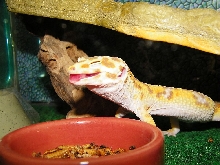 Kodi Smile