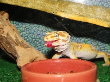 Kodi Tongue