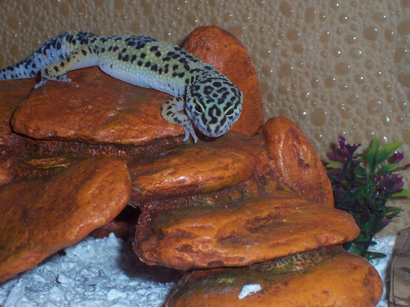 Mojave on Cave