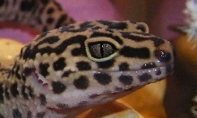Mojave's Eye