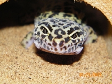 Mojave